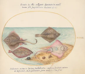Joris Hoefnagel, Animalia Aqvatilia et Cochiliata (Aqva) - Plaat XXXII